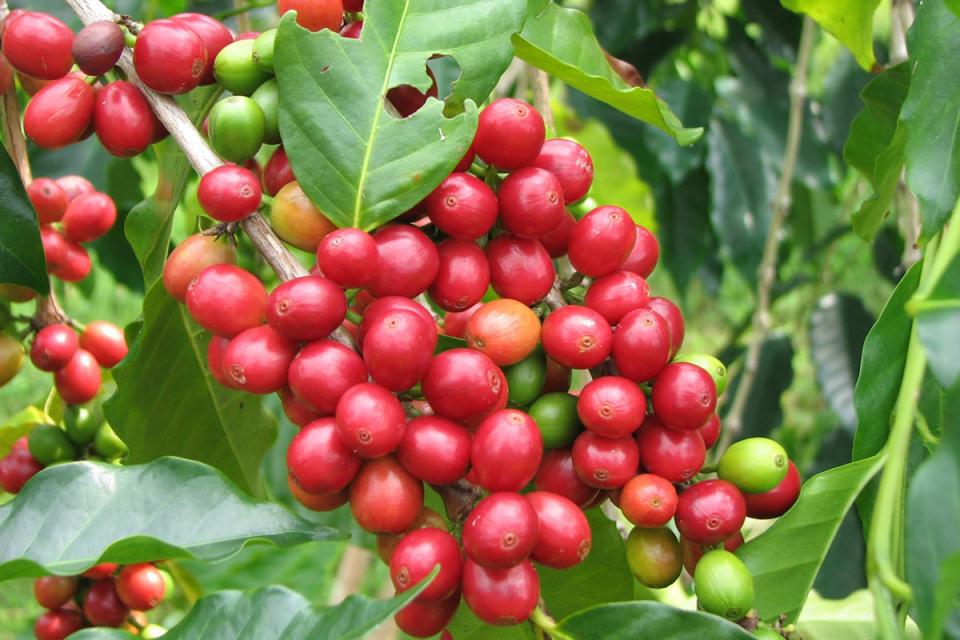 Nepal Organic Coffee