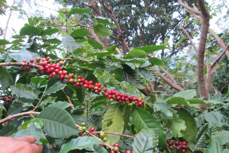 Nepal Organic Coffee Products
