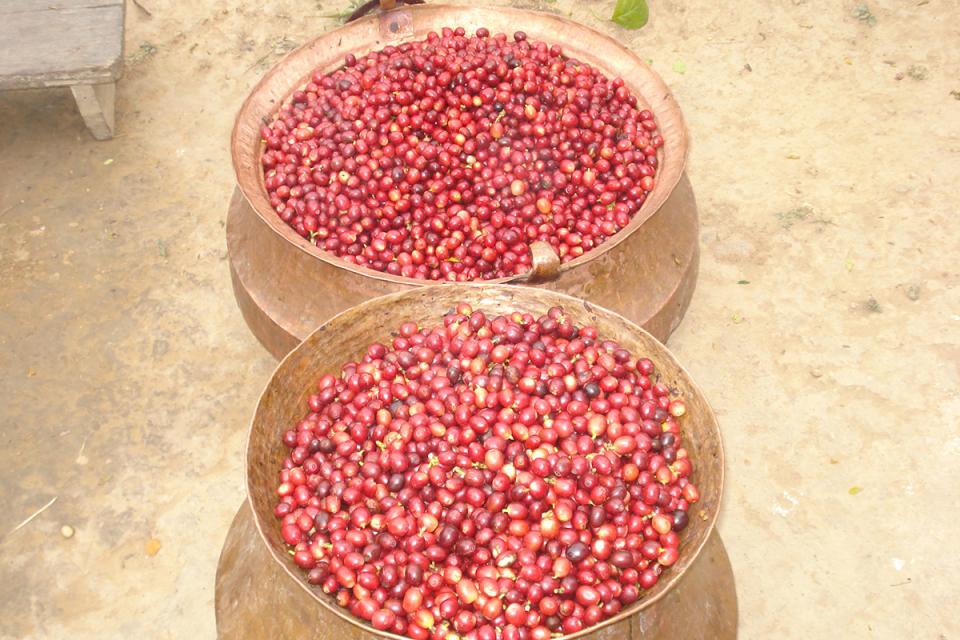  Nepal Organic Coffee Products