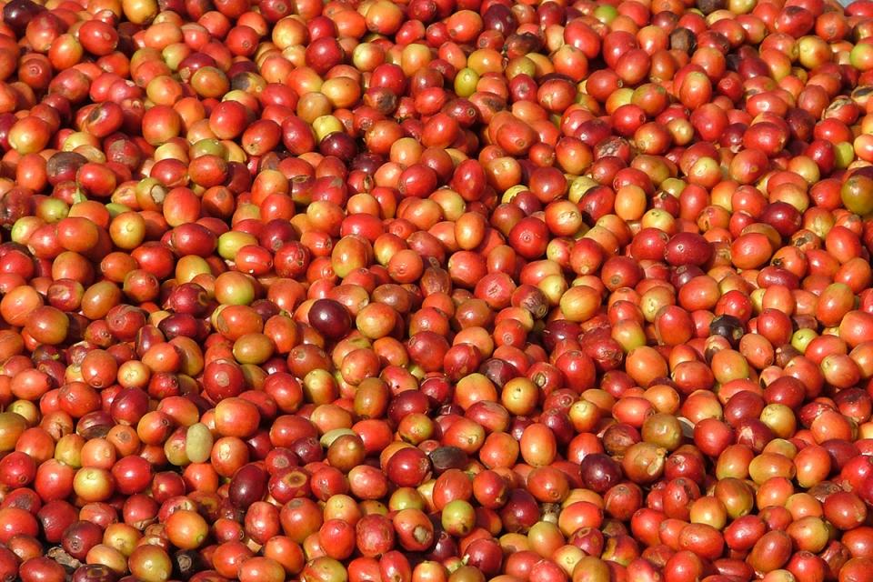 Nepal Organic Coffee Products